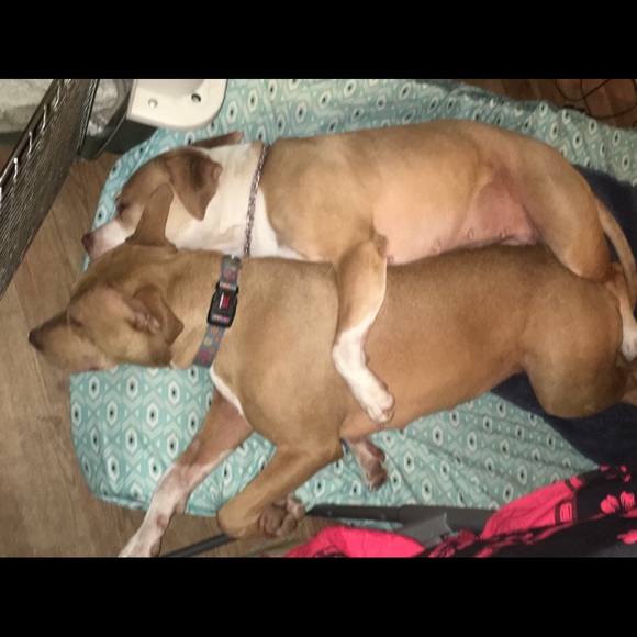 ππ» !PLEASE SHARE!ππ» Pawshing For Rescue Dogs - Picture 3 of 9